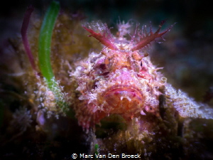 red scorpi by Marc Van Den Broeck 